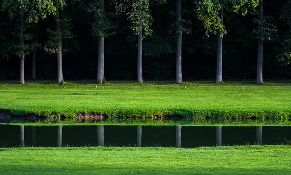 Row of trees on the bank of a pond