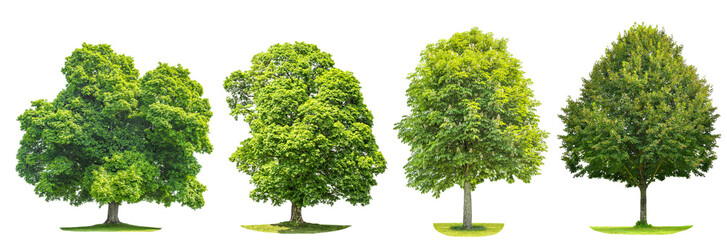 Set of green trees maple, linde, chestnut. Nature objects - obrazy, fototapety, plakaty