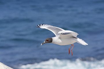 Fototapeta na wymiar Swallow Tailed Gull in Flight