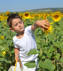 Kid and sunflowers