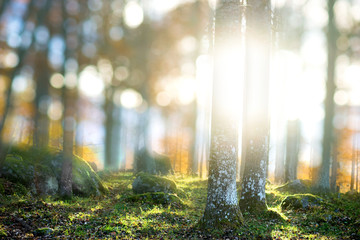 Magic forest