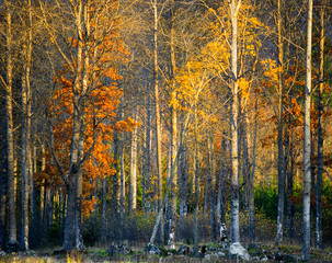 Trees  with colorful leaves in autumn