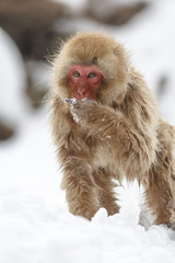Snow Monkey at Jigokudani