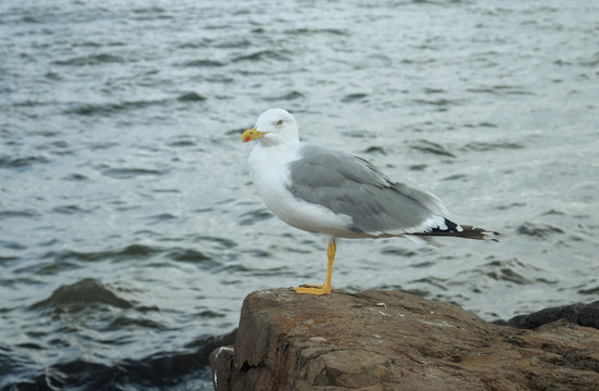 Seagull on a rock