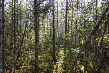 The trees Far Eastern taiga. 
Taiga beauty . Trees , shrubs , grass in the Far Eastern taiga.