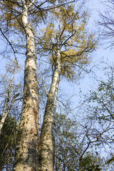 Fototapeta premium The trees Far Eastern taiga. Taiga beauty . Trees , shrubs , grass in the Far Eastern taiga.