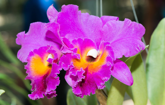 Fototapeta big pink cattleya, focus on petal