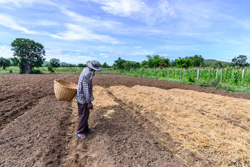 Thai farmer mulching plantation with straw in blue sky day.