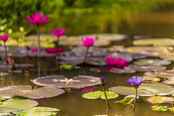 Beautiful Water Lily