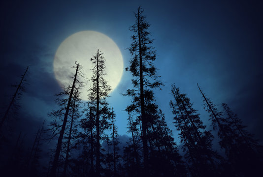 Fototapeta Spooky forest with full moon