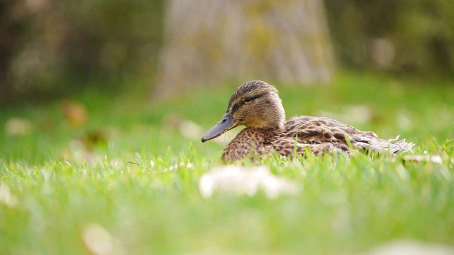 pato salvaje hembra tumbado en la hierba con mucho desenfoque