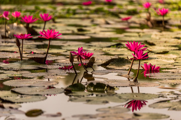 Beautiful Water Lily
