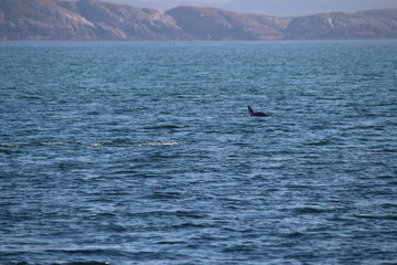 Delfin in Schottland