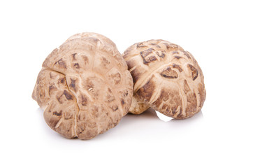 Shiitake mushroom on the White background