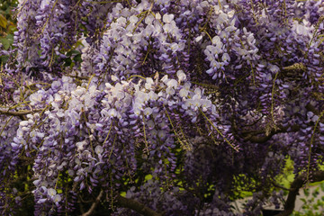 Japanese wisteria in bloom