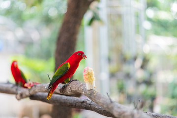 Beautiful red parrot