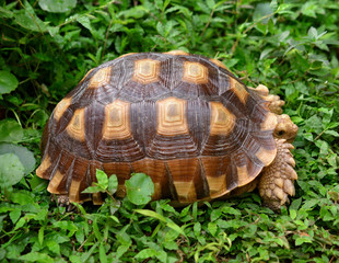 turtle