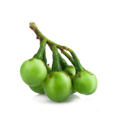 turkey berry isolated in white background