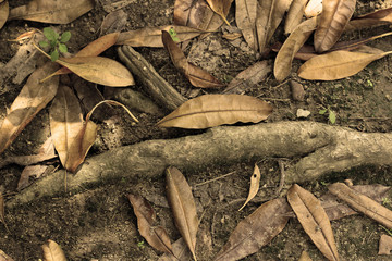 Dried leaves /  The picture of dried leaves on the ground