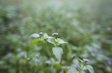 purple grass