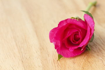 Naklejka premium Stock Photo:.Beautiful red rose close-up