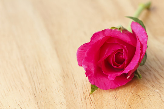 Stock Photo:.Beautiful red rose close-up