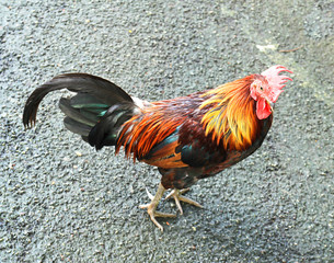 Thai Rooster