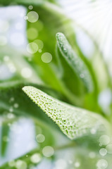 Background of green leaves