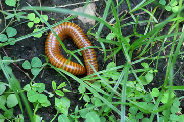 Millipedes / A picture of millipedes