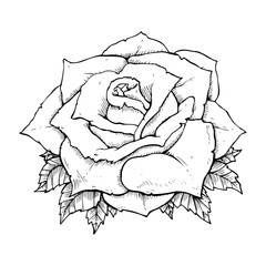 line drawing cartoon  rose