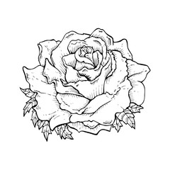 line drawing cartoon  rose