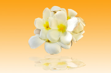 Plumeria on the ground