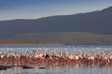 Naklejka premium Flocks og Lesser and Greater Flamingo, Lake Bogoria, Kenya