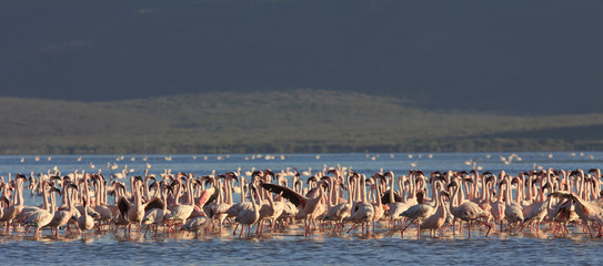 Flocks og Lesser and Greater Flamingo, Lake Bogoria, Kenya