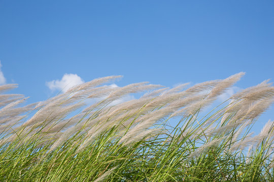 pampas grass in the wind on the blue sky.