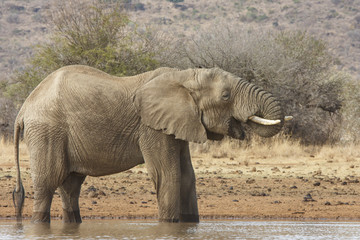 African Elephant come to a river to drink