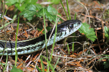 Puget Sound gartersnake - Thamnophis sirtalis pickeringii
