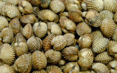 Fresh raw cockles background. 
Slightly defocused and close-up shot.