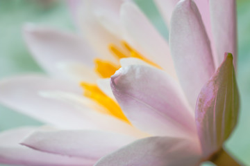 Closeup Macro on lotus