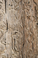 Bark beetles ways on wood