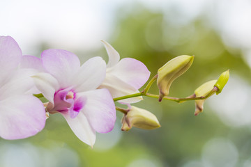 orchids Flower are a most of beautiful in rainforests of beautif