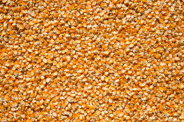 Corn cob seed background