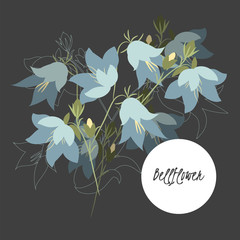 Illustration with beautiful flowers bellflower.