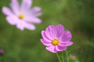 コスモスの花びら