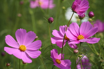 Obraz premium コスモス畑