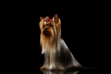 Yorkshire Terrier Dog with long groomed Hair Sits on black