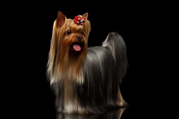 Yorkshire Terrier Dog Showing Tongue on Black - obrazy, fototapety, plakaty