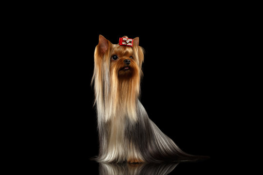 Yorkshire Terrier Dog with long groomed Hair Sits on black