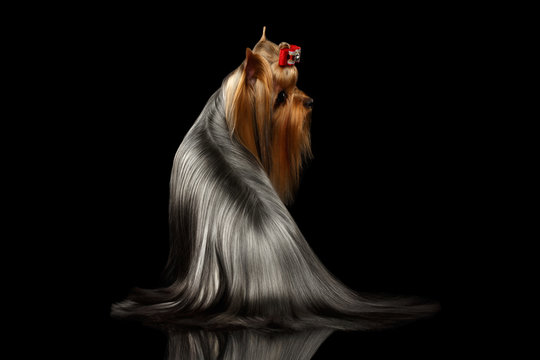 Yorkshire Terrier Dog With Long Groomed Hair Sits On Black