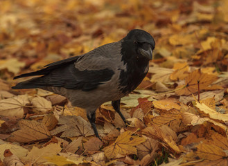 bird autumn leaves